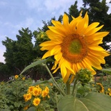 好史蒂文🌻🌻💐