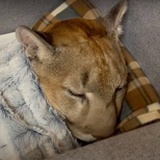 山猫自我抢救中