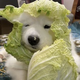 要多吃蔬菜🥬