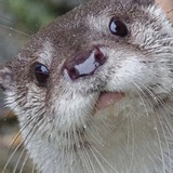 守护水獭