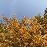 孜然花椒