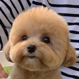 彤彤童萌