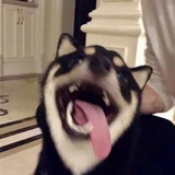 依依K