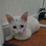 爱猫豆油