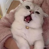 橘猫的小小兔