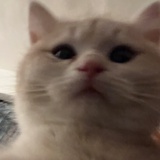 生菜快灭亡