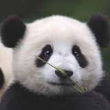 偏偏