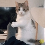 狐狐毛球
