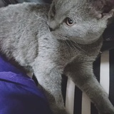 十一🐱