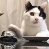 肥猫开车突突突