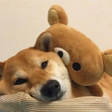 胖瓜啊啊