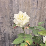 米