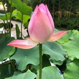 白云飘飘