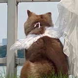 搞运营的