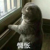 豆友木棉花
