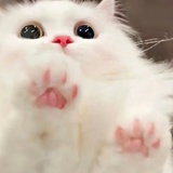 伴i、