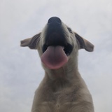 嘻嘻