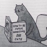 猫在读书