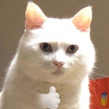 是一个胖仔