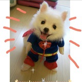 奋斗犬