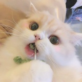 豆友bbee萱