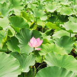 花生星球