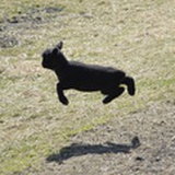 sub