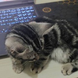 苏棠先生