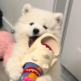 夭十一
