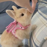 苦瓜不苦