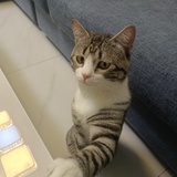 狗狗