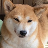 柴福