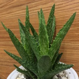 马大哈哈哈哈
