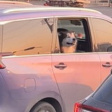 头疼鸭子