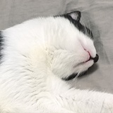 汤圆麻麻