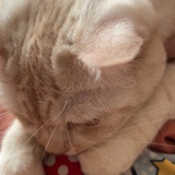 小猫芮尔