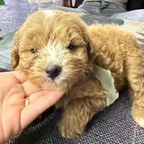 小乖的金主