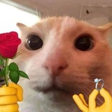 葵葵