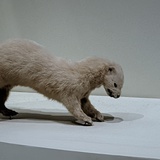 如果今天不做梦