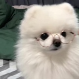 奎