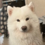 糯小甜