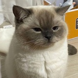 一只小猫咪罢了