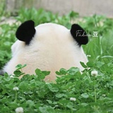 公子楚