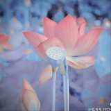 齐鸩齐鸠尔