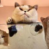 昵昵