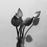 玫瑰与鹿