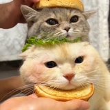 豆友vPYcqHODHQ
