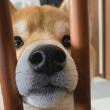 在等小狗