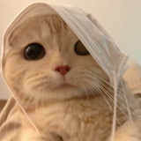 豆友阿奈米