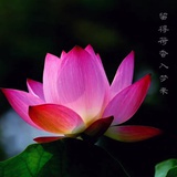 婆娑双树